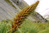 nature2