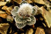 Flora/fauna, 1st    Mark Graesser   Haastia sinclairii in flower, Mt Peel
