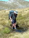 Pyramid, 2005. Softening his new boots! /up