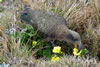 Nature, Flora and Fauna 2nd - Dion Pont - <em>Kea and ranunculus</em>
