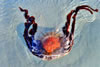 Nature, Flora and Fauna 3rd - David Blunt - <em>Lions mane jellyfish</em>