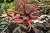 Nature 1st - Mark Graesser - <em>Stinkhorn Fungus</em>