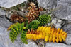Nature 3rd - David Blunt - <em>Anisotome</em>