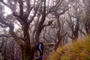 Below the Bushline, 2nd - Pat Holland