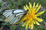 Nature, 1st - Nina Solter