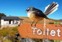 Open, 1st - Chris Louth Clever Fantail at Lake Matir