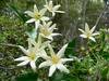 Clematis flower